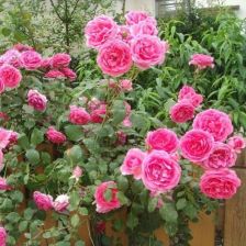 月季爬藤和不爬藤的区别