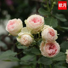 奇卡门廊月季为什么这么少