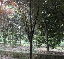 33种园林绿化树种