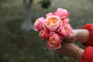 皇家胭脂月季是灌木吗