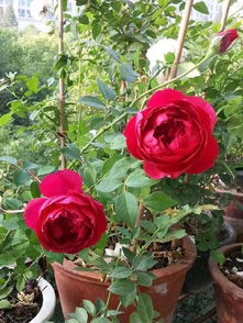 藤本月季秋日胭脂月季优缺点