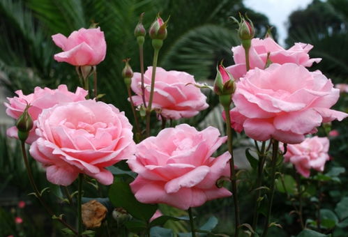 切花胭脂扣月季优缺点