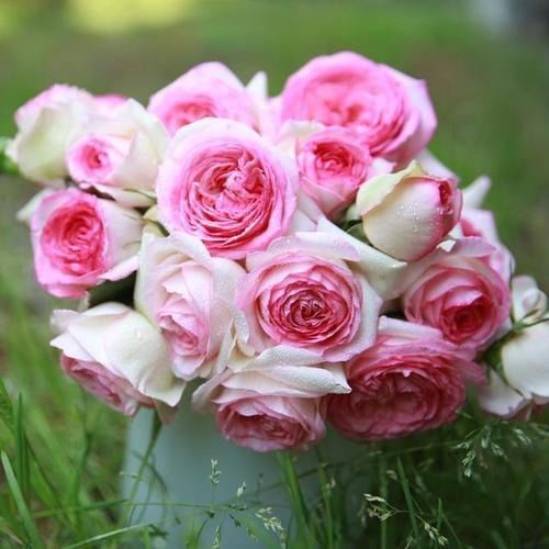 天狼月季姜正之个人资料