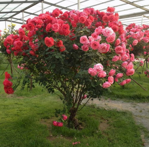 买了不后悔的藤本月季品种