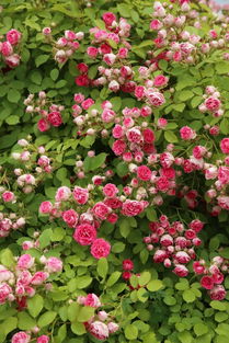 胭脂扣月季适合广西吗