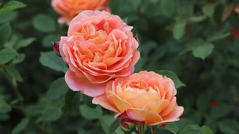 夏洛特夫人用多大的盆