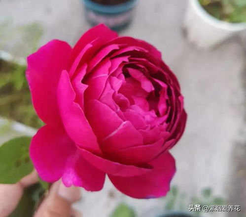 秋日胭脂月季长得快吗