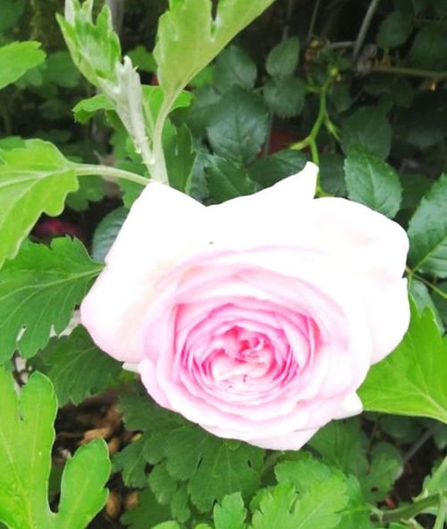 罗衣月季值得入吗