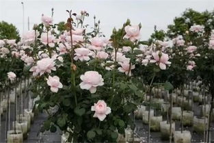 瑞典女王月季优缺点