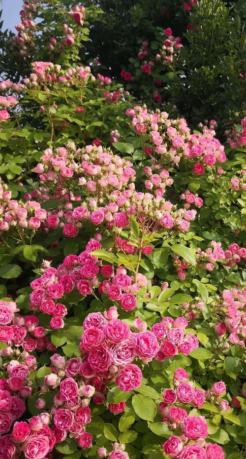 胭脂扣盆栽与地栽