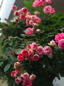 胭脂扣月季优缺点有哪些