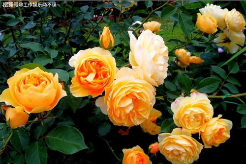 黄金庆典和王妃月季哪个勤花