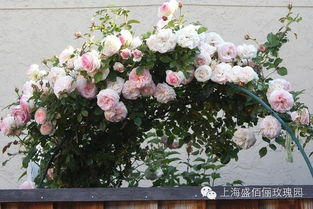 粉色达芬奇如何修剪