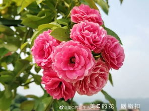 月季胭脂扣
