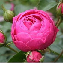 艾拉绒球月季耐寒多少度