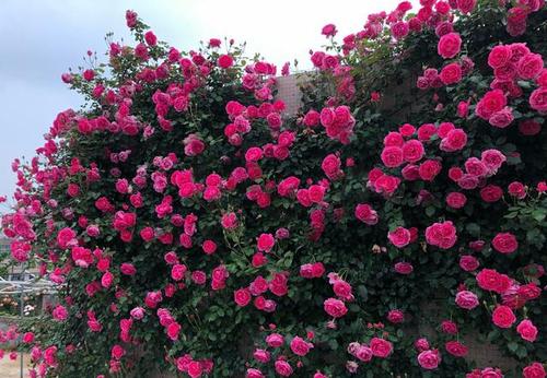 大型藤本月季需要的种植深度