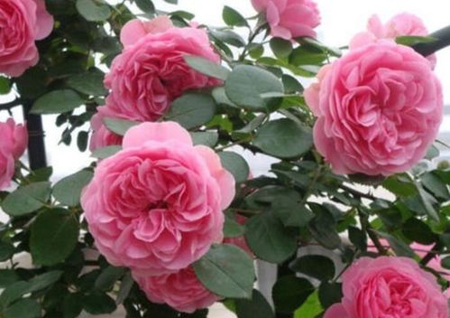 粉色达芬奇适合广东吗