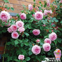 月季灌木是什么意思