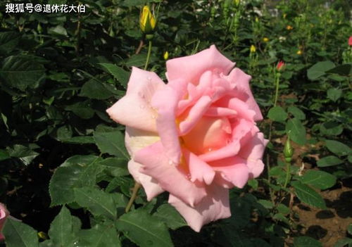 安吉拉月季的养殖方法