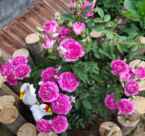 月季怎么修剪开花多