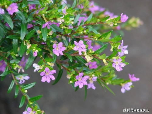 能忍受闷热潮湿环境,非这些植物莫属,适合南方的朋友养