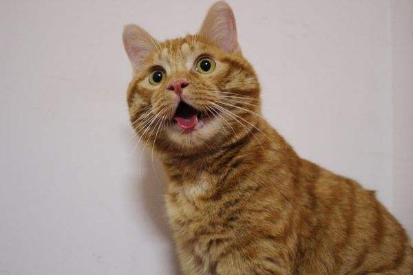 新手适合养的10种花