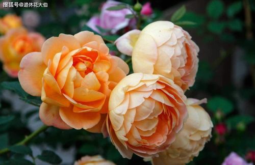 夏洛特夫人花期