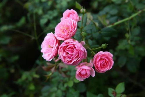 艾拉绒球月季适合广东吗