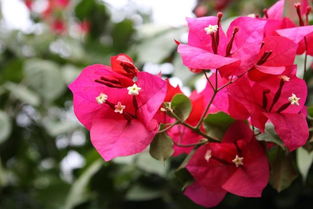 最勤花的铁线莲排名