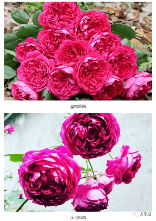 秋日胭脂月季花图片