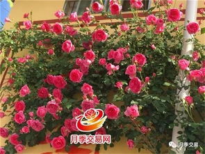 藤本月季最好品种大全