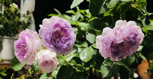 月季花界的 新星 蓝月石,集颜值 芳香于一身,阳台养也可以