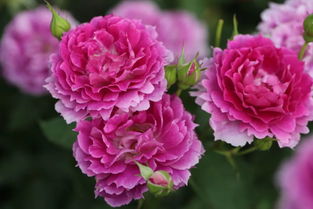 天方夜谭月季怎么养