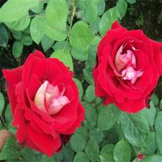 卡罗拉月季是藤本还是灌木