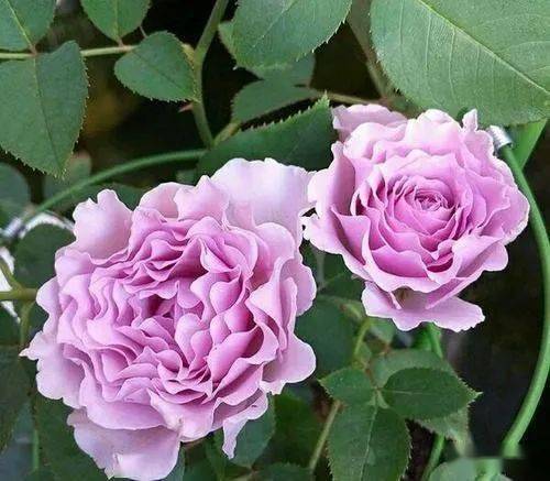 永不淘汰的月季品种