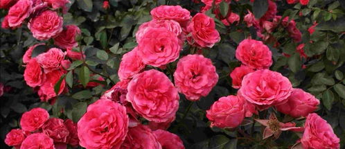 最想淘汰的月季品种