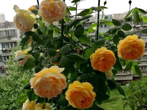 月季黄金庆典优缺点