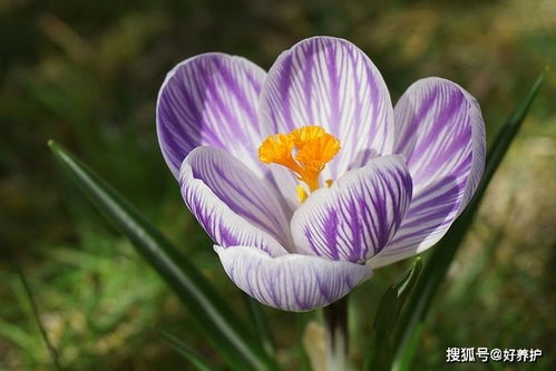 灌木与草本植物的区别