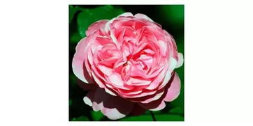 粉色达芬奇耐阴吗