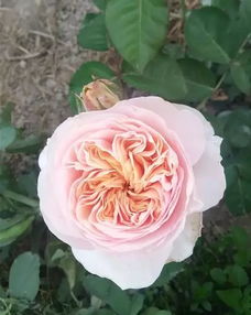 门廊绒球月季花图片