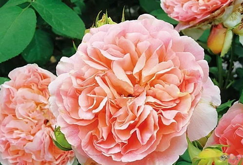 可以长七八米的藤本月季品种