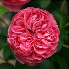 真正四季开花的藤本月季