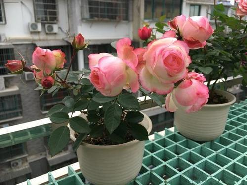 超级微型月季的品种大全