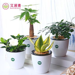 8种不需要阳光耐阴的植物,北阳台也有春天 装饰效果杠杠的