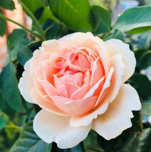 哪个品种的月季花又大又好看