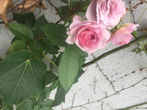 薰衣草门廊月季淘汰