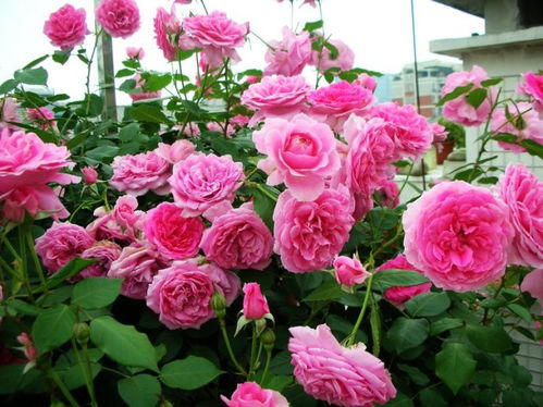 四季开花爬藤月季排名