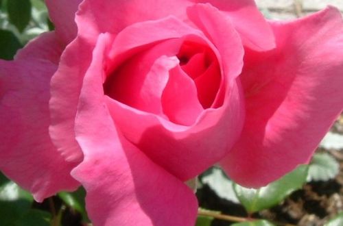 粉达和粉龙哪个好