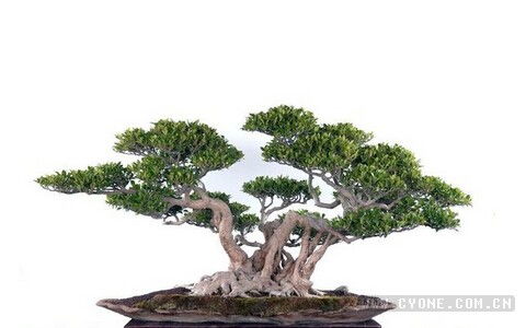 阳台上最好养的盆栽树