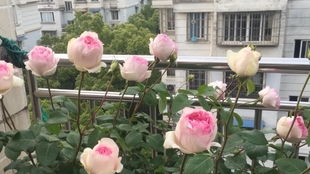 乙女心和绒球门廊区别